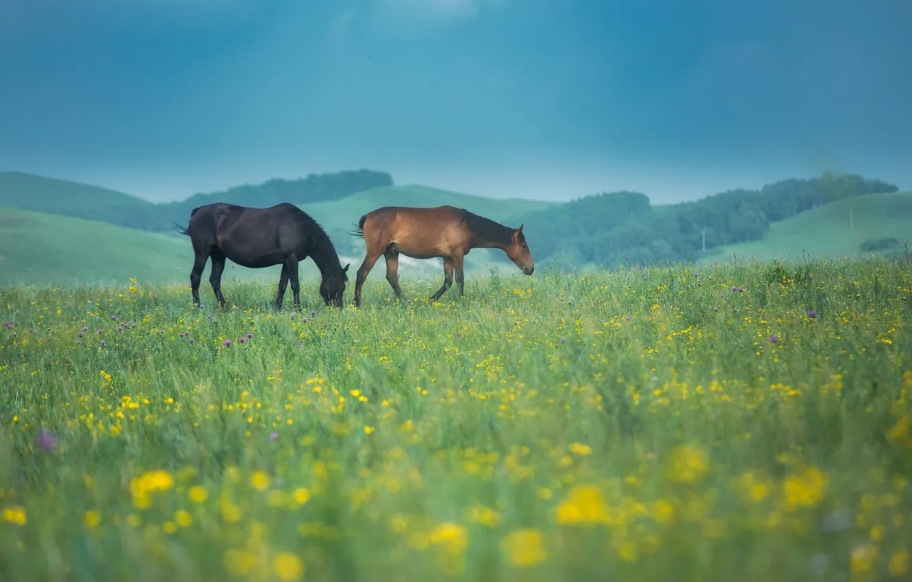 Photo wallpaper field, summer, the sky, flowers, mountains, yellow, blue, horse