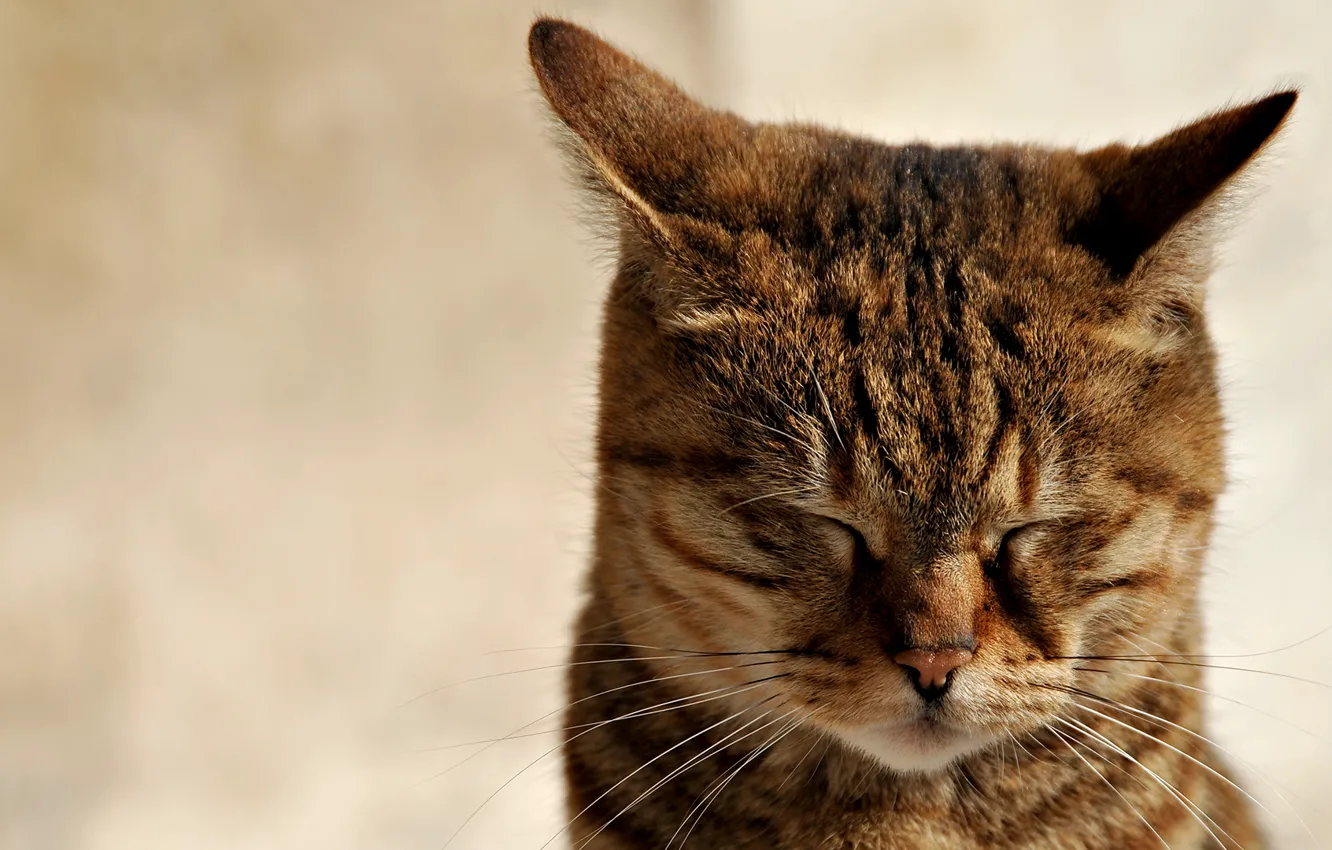 Photo wallpaper cat, ears, he closed his eyes