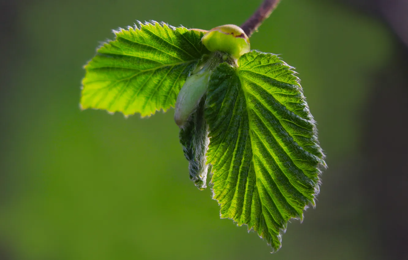 Photo wallpaper spring, leaf, twig