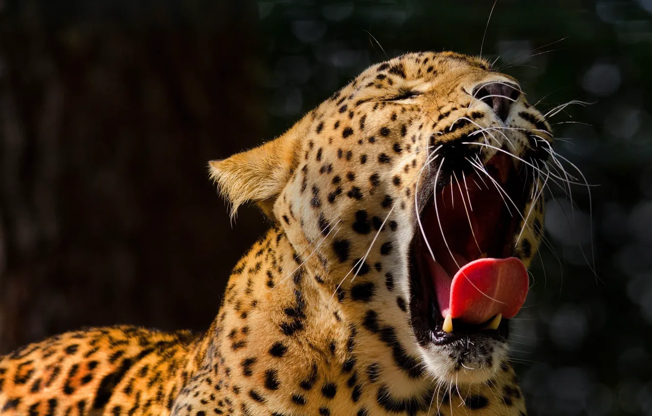 Photo wallpaper language, face, mouth, leopard, fangs, wild cat, yawns