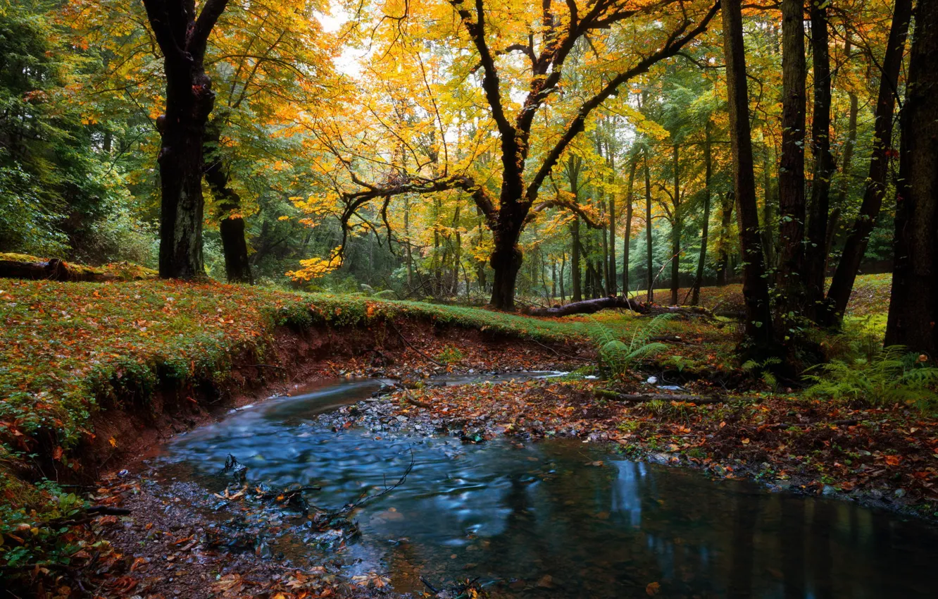 Photo wallpaper autumn, forest, landscape, nature