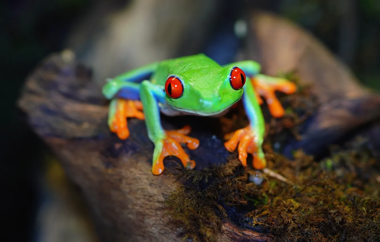 Photo wallpaper look, green, the dark background, moss, frog, bokeh, red-eyed tree frog