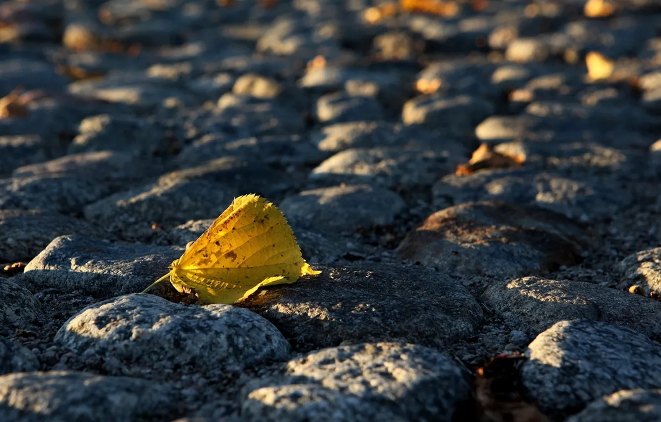 Photo wallpaper autumn, leaf, bridge, stones