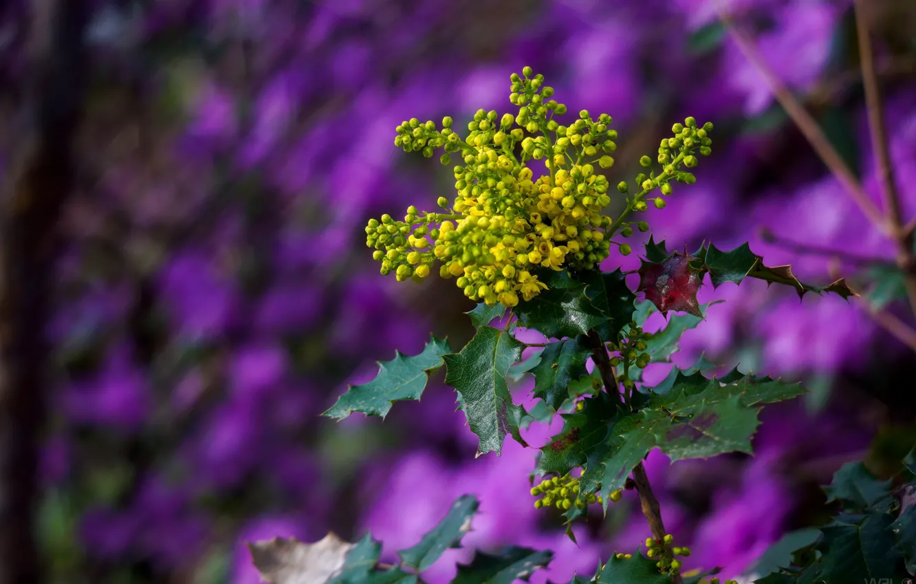Photo wallpaper macro, background, inflorescence, Mahonia Holm