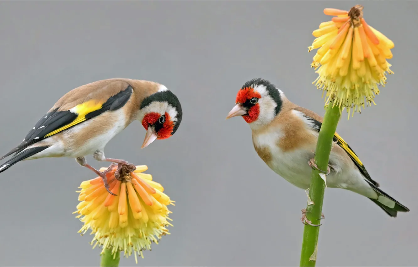 Photo wallpaper nature, bird, beauty, two, animals, nature, two, birds