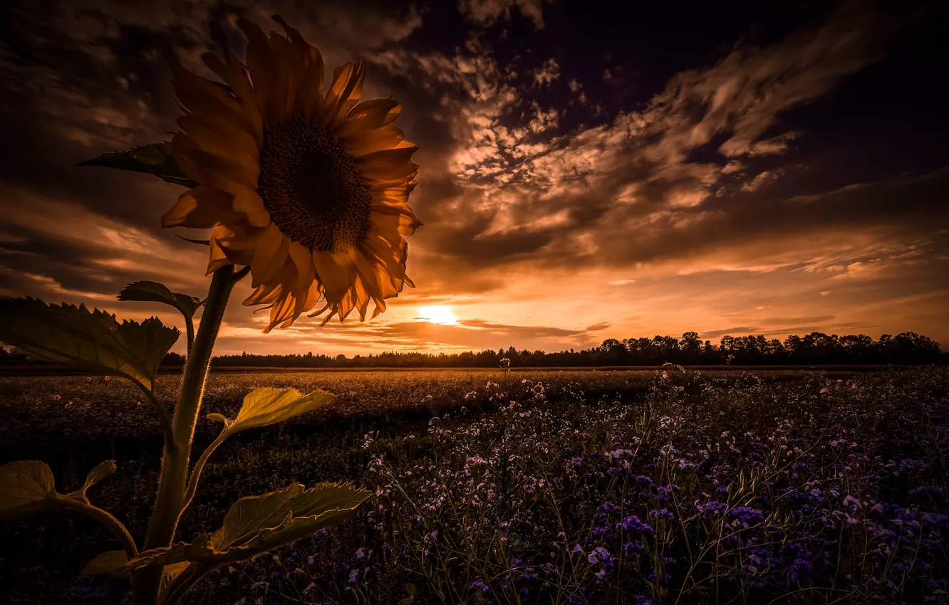 Photo wallpaper field, sunflowers, night