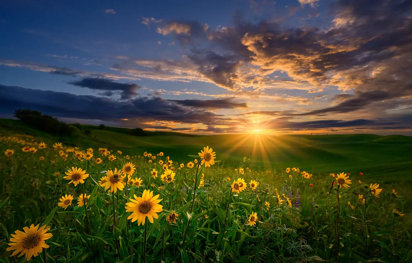 Photo wallpaper the sky, sunset, flowers, meadow, Washington, Palouse, Washington State, balsamorhiza