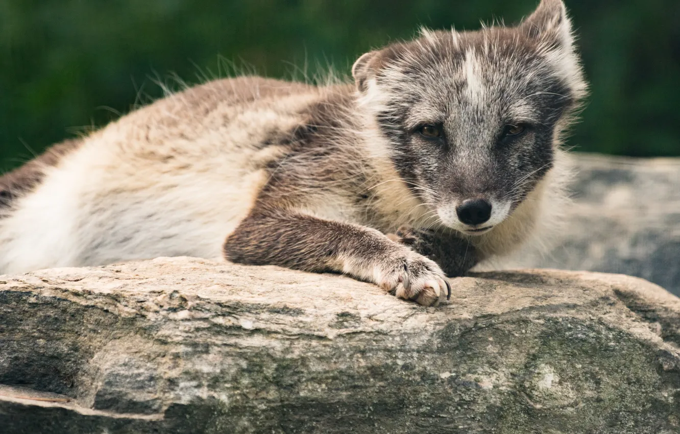 Photo wallpaper stones, background, lies, Fox