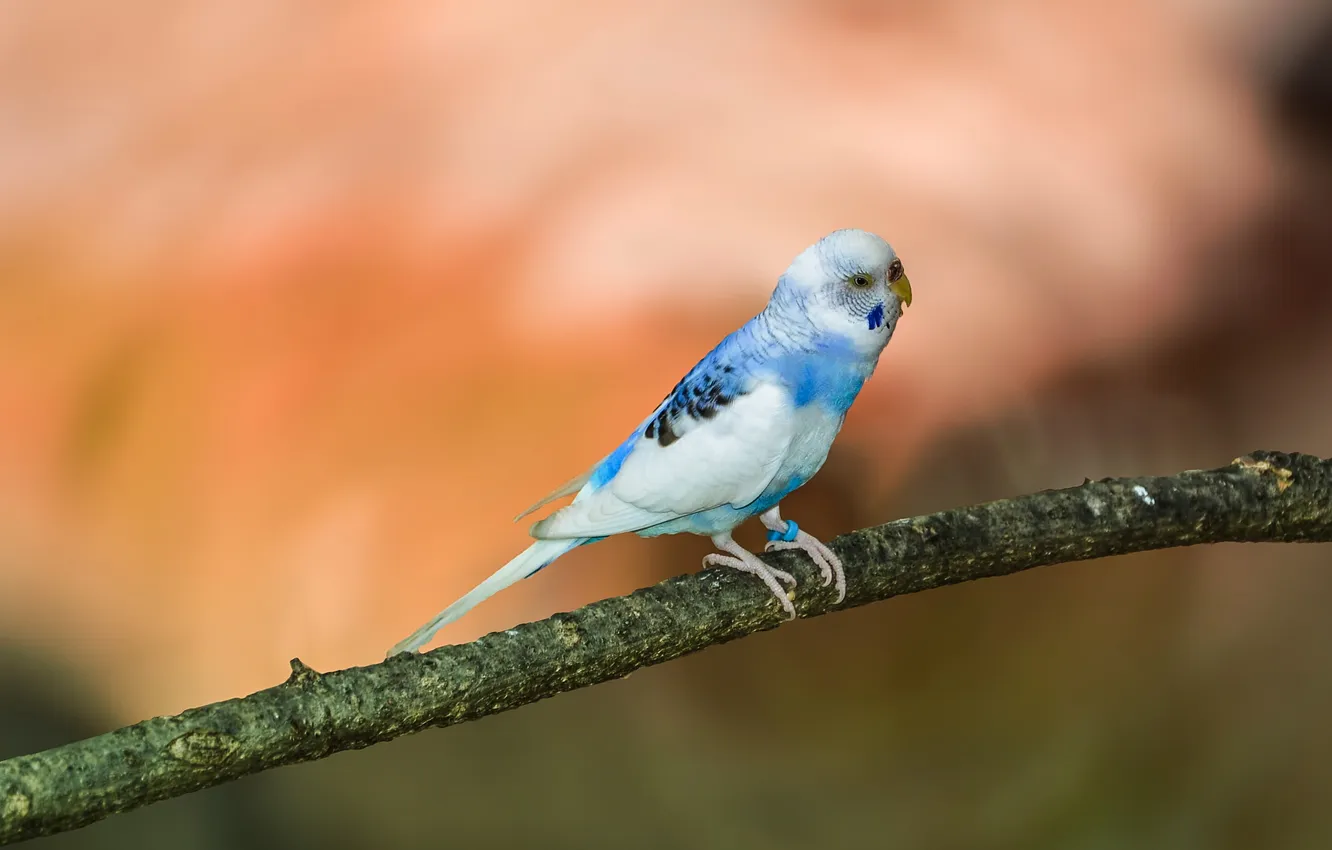 Photo wallpaper branches, blue, bird, parrot, Parrot, bokeh, wavy