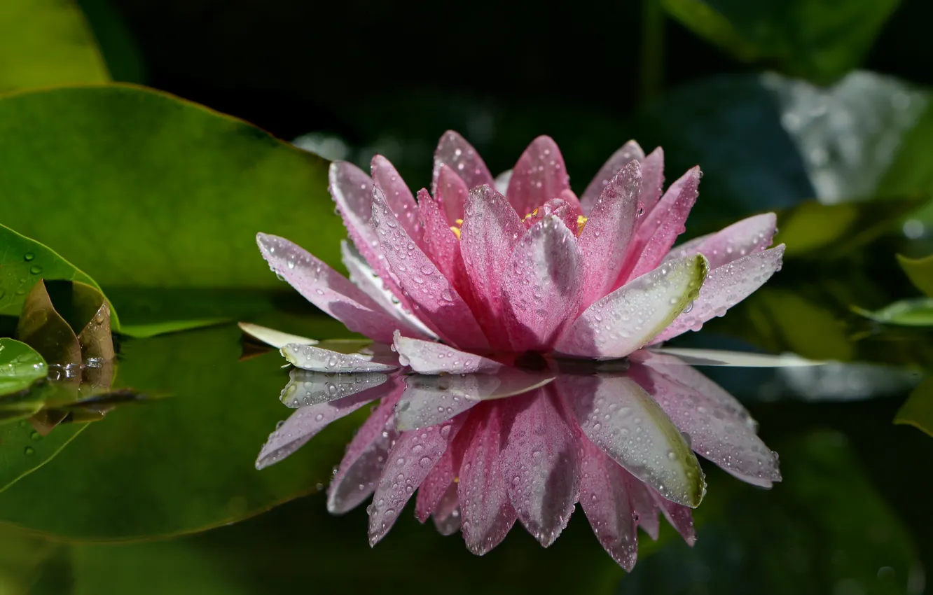 Photo wallpaper macro, flowers, nature, reflection, Nymphaeum, raindrops, water Lily