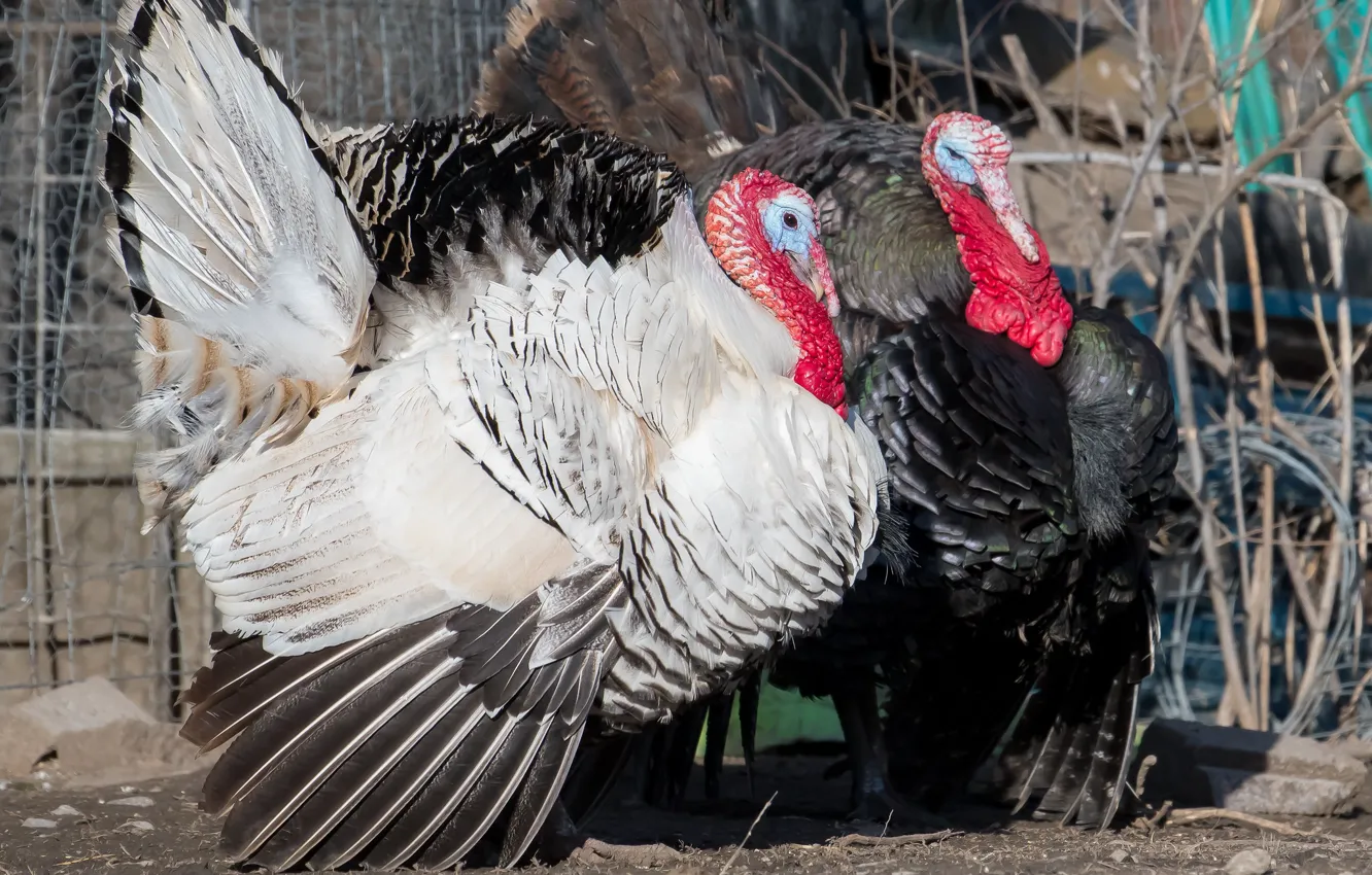 Photo wallpaper bird, turkeys, agriculture