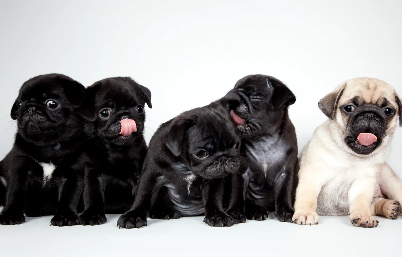 Photo wallpaper puppies, cute, pugs