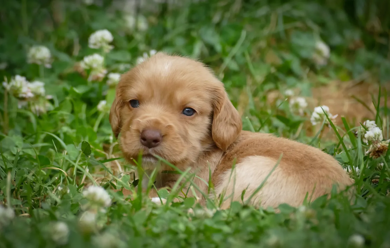 Photo wallpaper grass, look, baby, puppy, face, doggie, clover