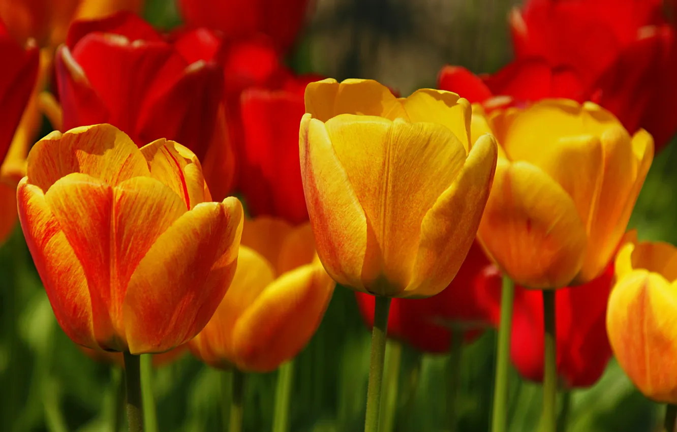 Photo wallpaper spring, tulips, tulips, spring