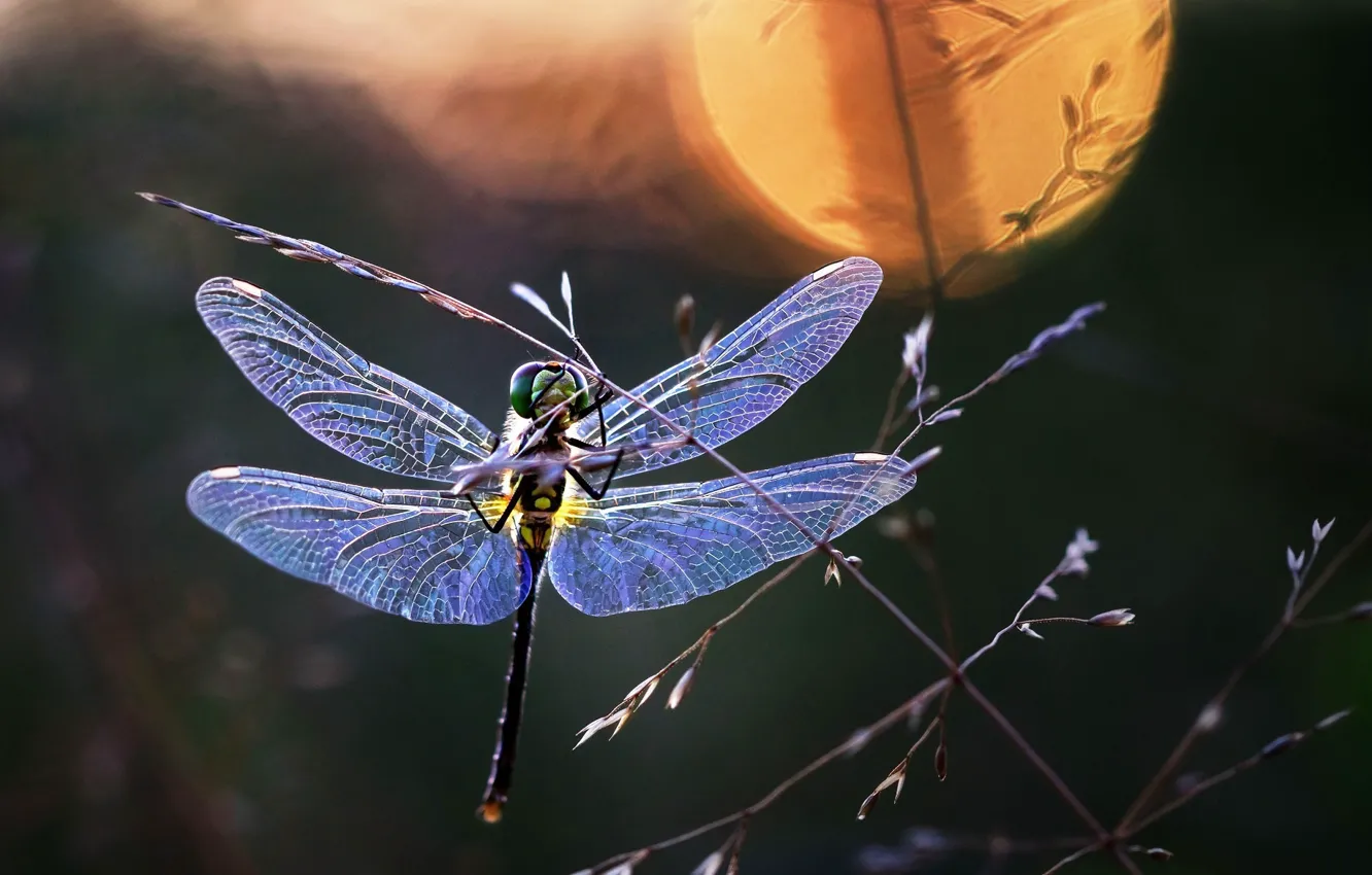 Photo wallpaper macro, dragonfly, a blade of grass