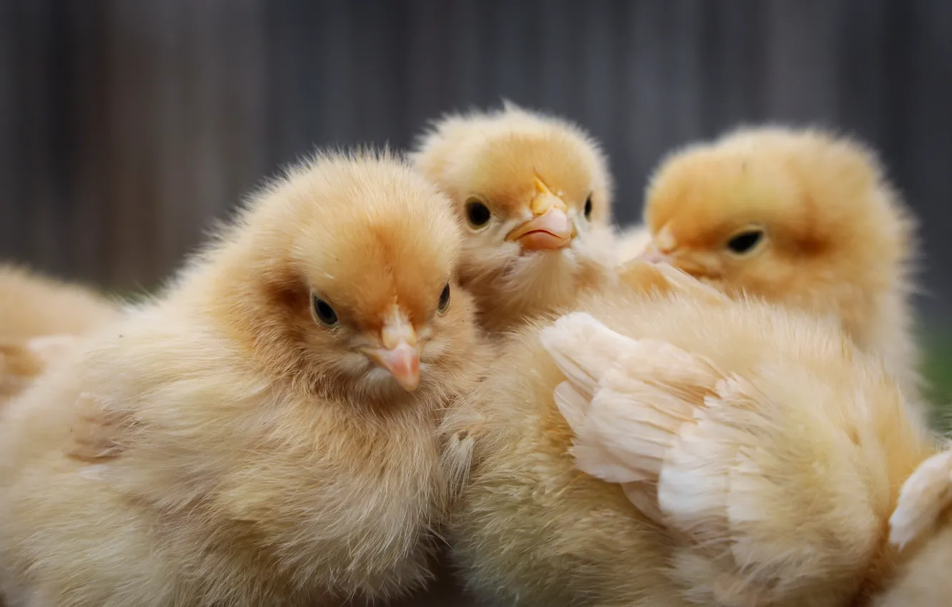 Photo wallpaper yellow, bird, chickens, baby