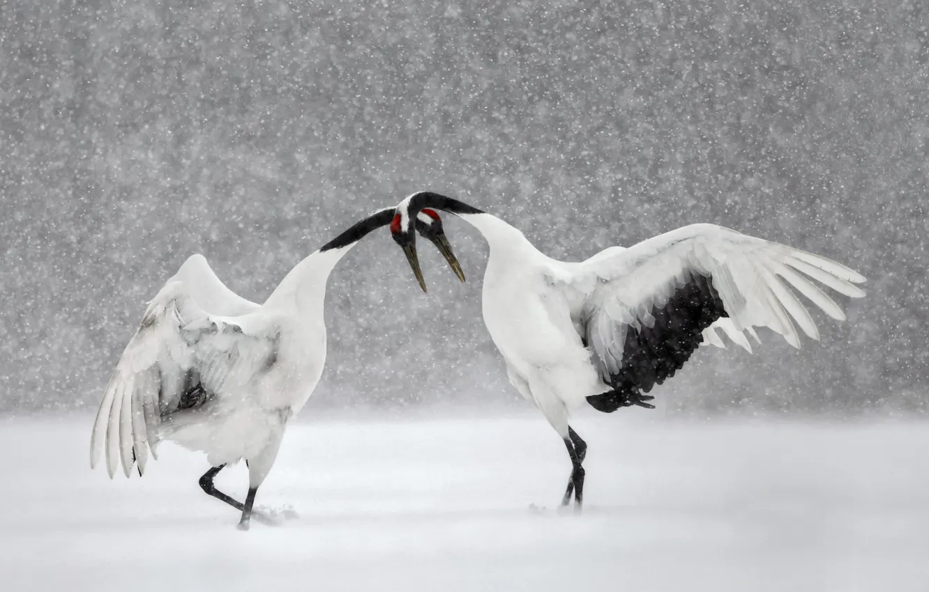 Photo wallpaper winter, snow, bird, dance, Japan, Hokkaido, Japanese crane