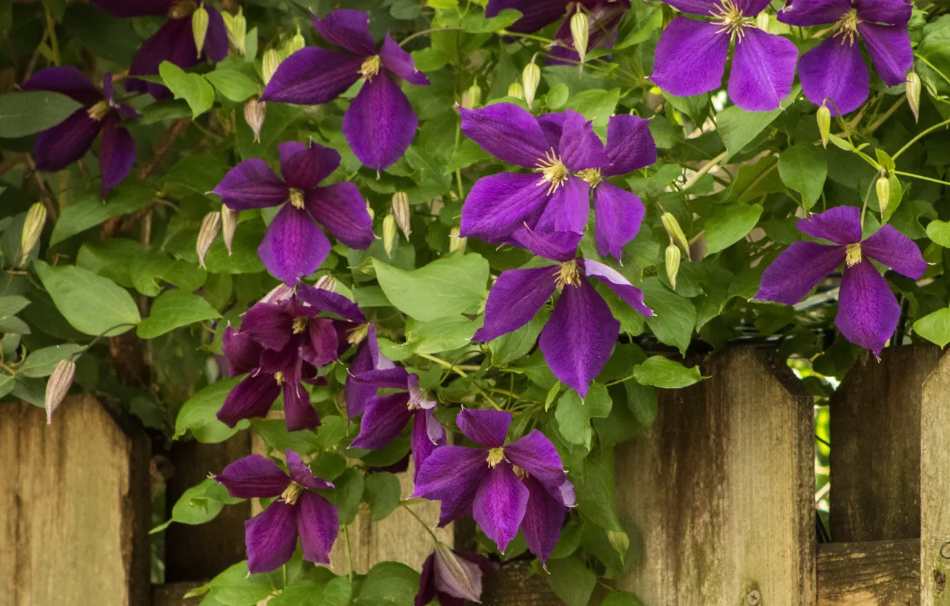 Photo wallpaper purple, the fence, clematis, clematis