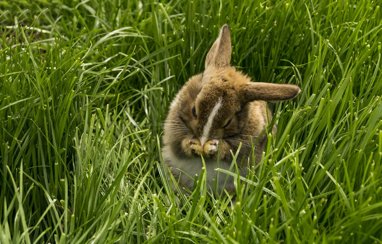 Photo wallpaper nature, hare, weed