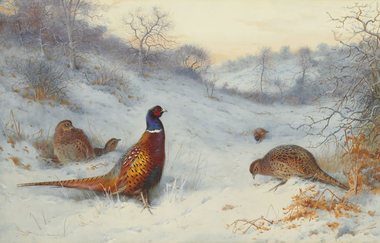 Photo wallpaper 1909, Scottish painter, Archibald Thorburn, Pheasant in the snow, Scottish painter, Pheasant in the snow, …