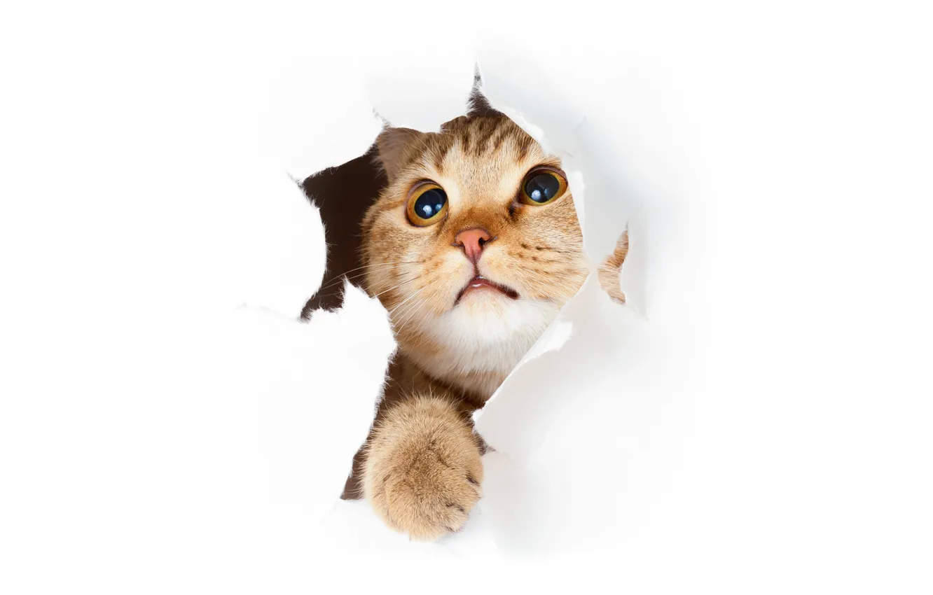 Photo wallpaper cat, paper, background, hole