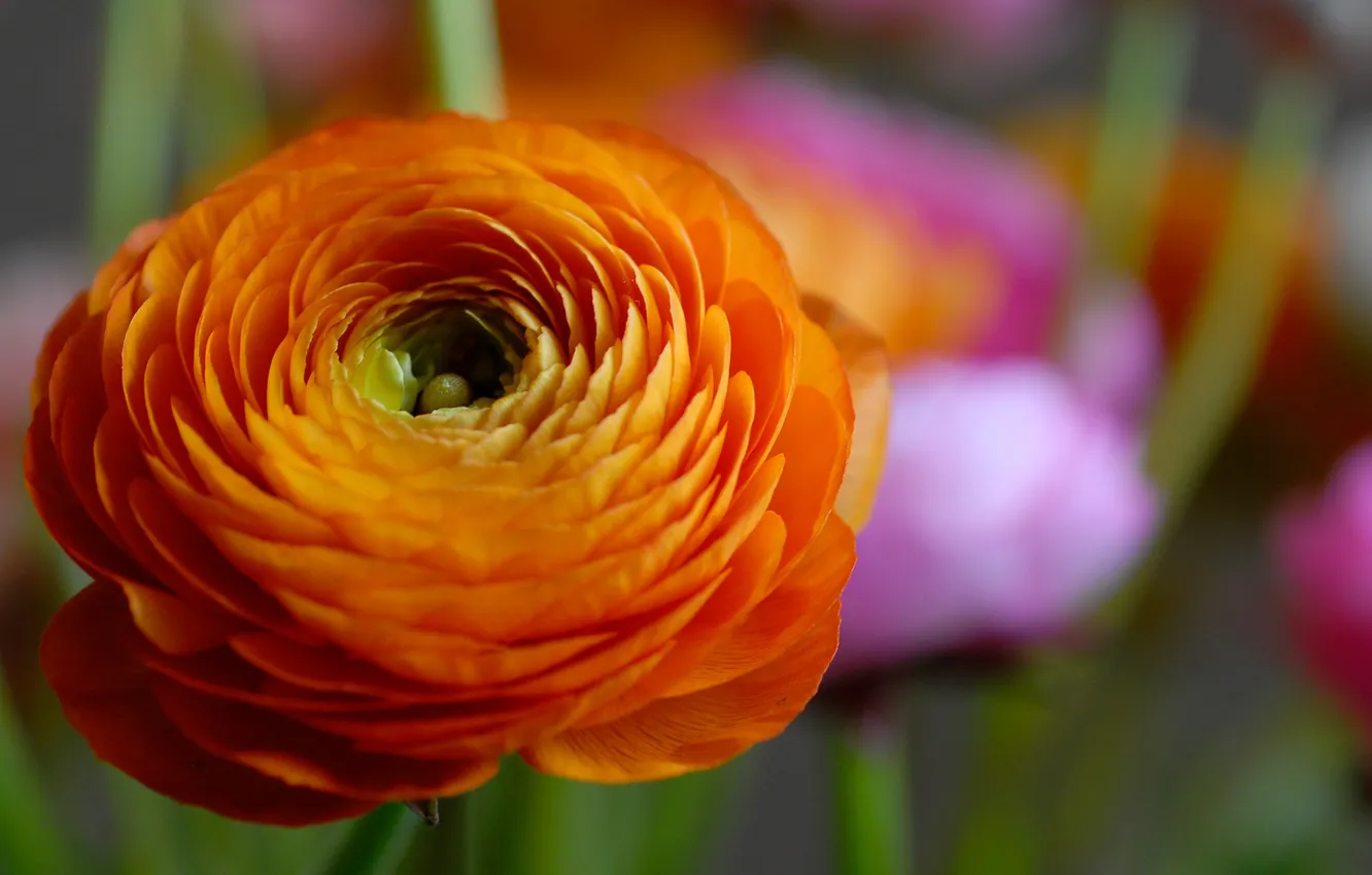 Photo wallpaper flower, orange, petals, colorful