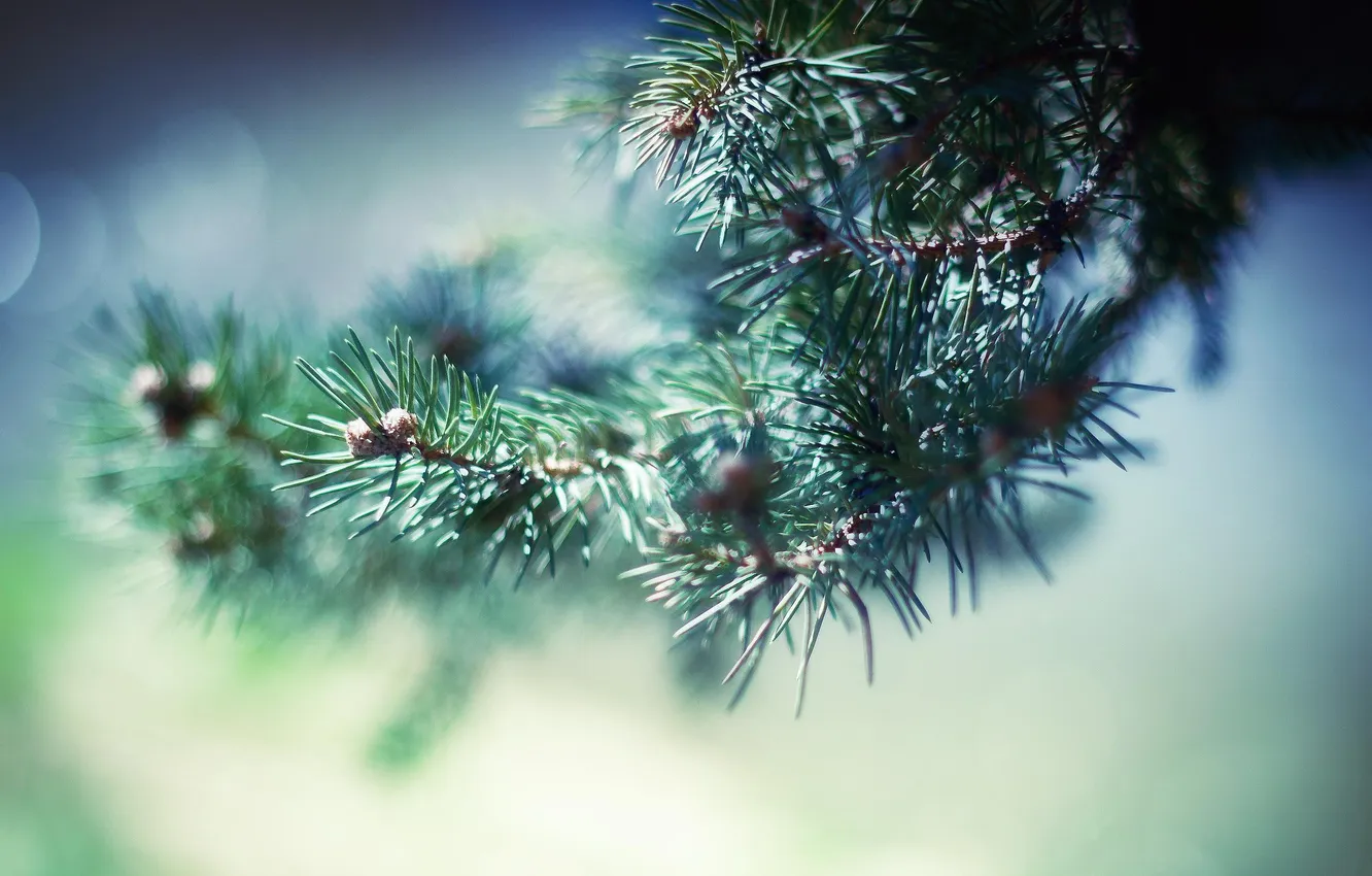 Photo wallpaper color, macro, needles, sprig, photo, background, Wallpaper, spruce
