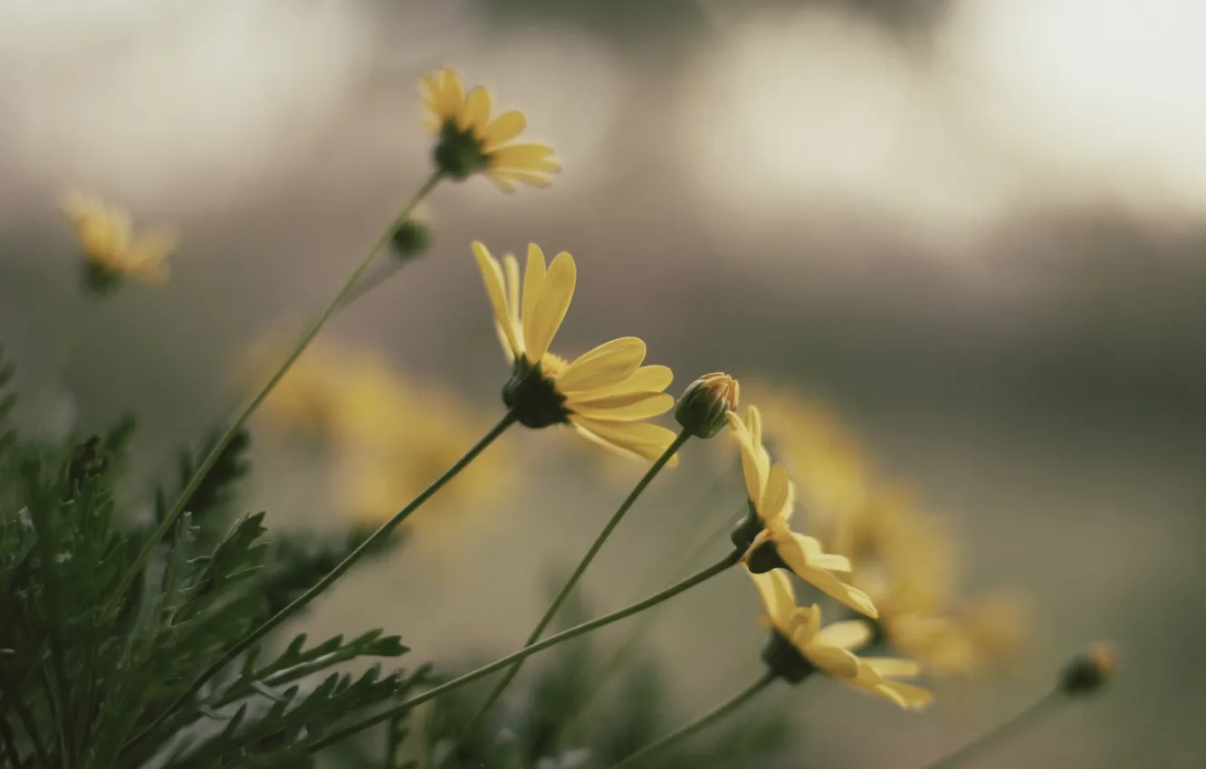 Photo wallpaper greens, flowers, yellow, chamomile, chrysanthemum