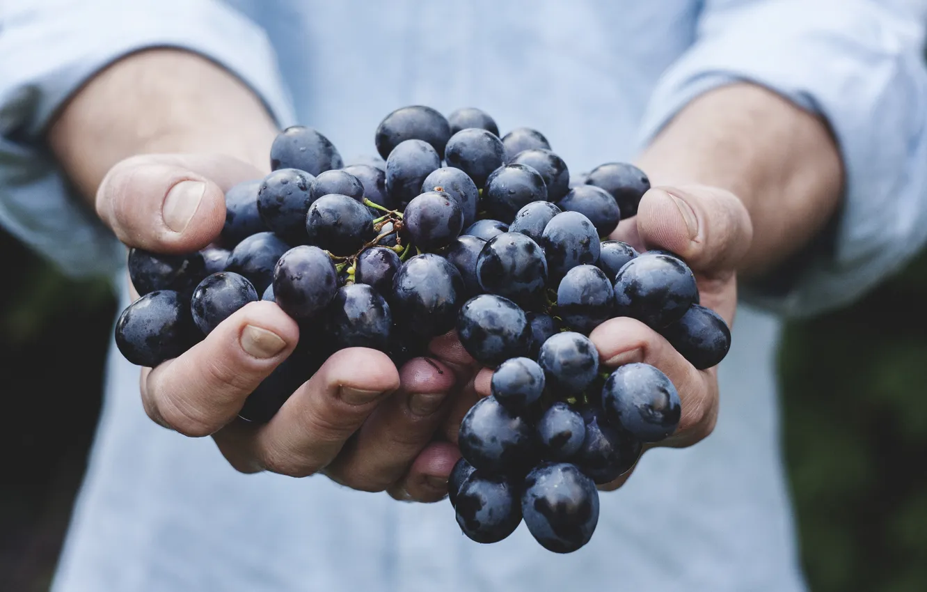 Photo wallpaper red, hands, harvest, grapes, brush, juicy, sweet