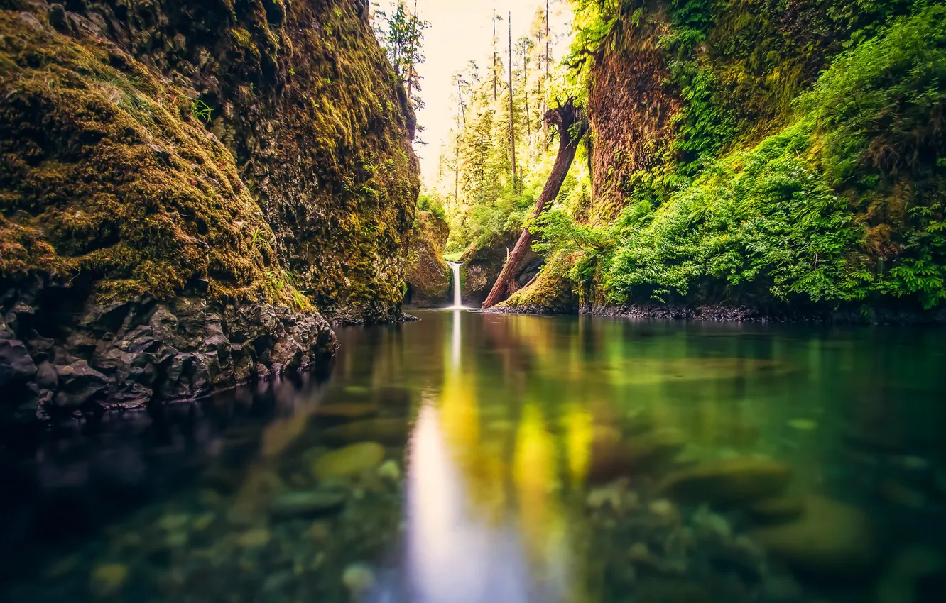 Photo wallpaper greens, forest, water, trees, branches, nature, river, rocks