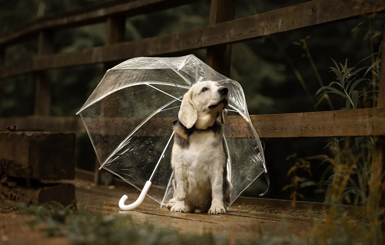 Photo wallpaper nature, animal, Board, dog, umbrella, dog