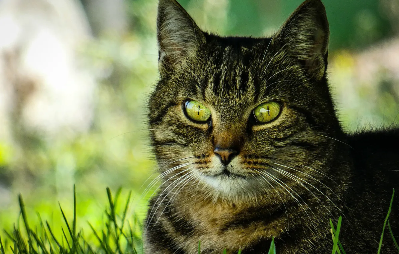Photo wallpaper cat, grass, cat, look, face, nature, portrait, green eyes