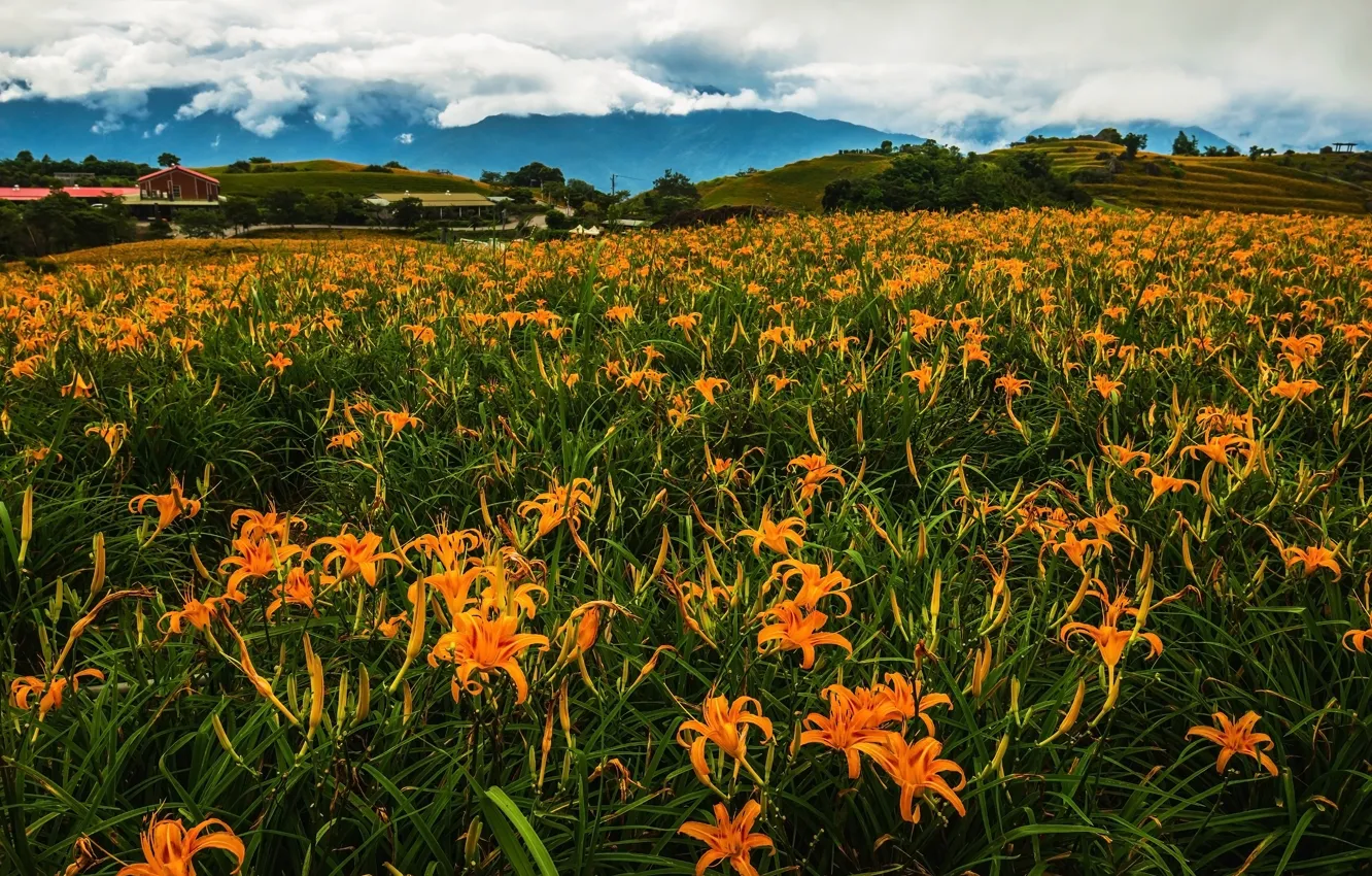 Photo wallpaper greens, field, summer, the sky, clouds, flowers, mountains, orange