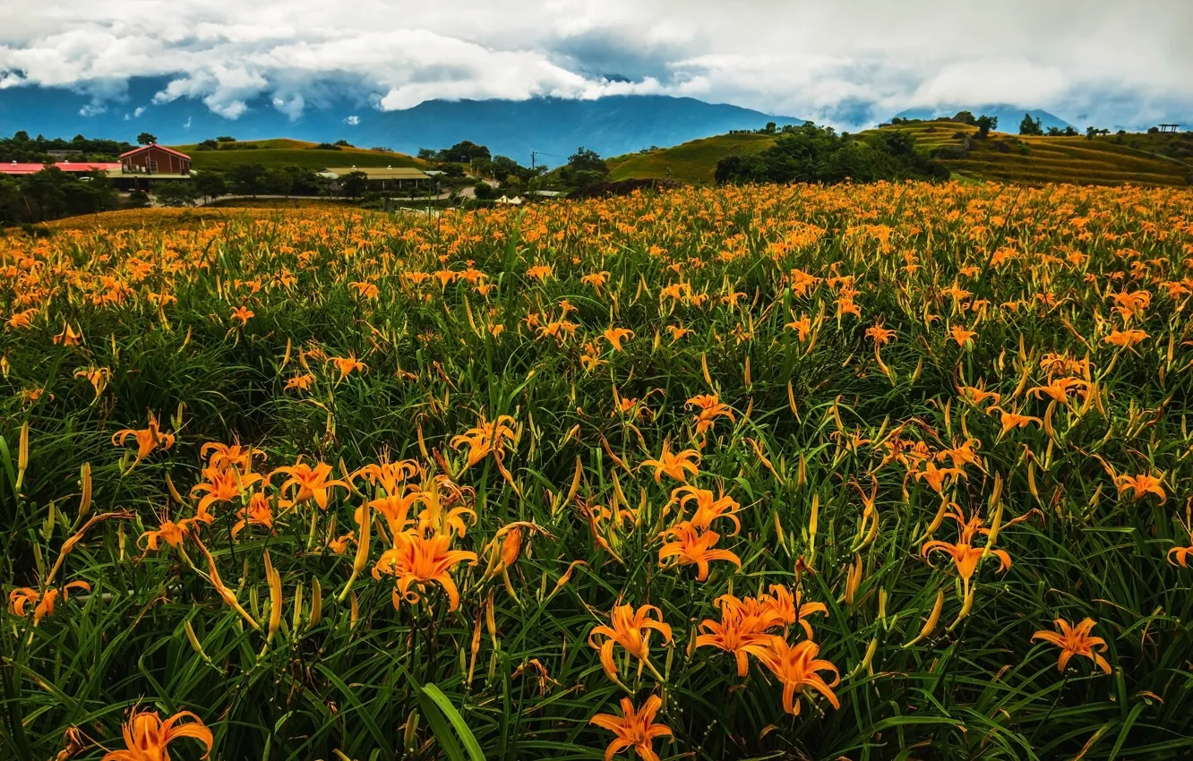 Photo wallpaper greens, field, summer, the sky, clouds, flowers, mountains, thickets