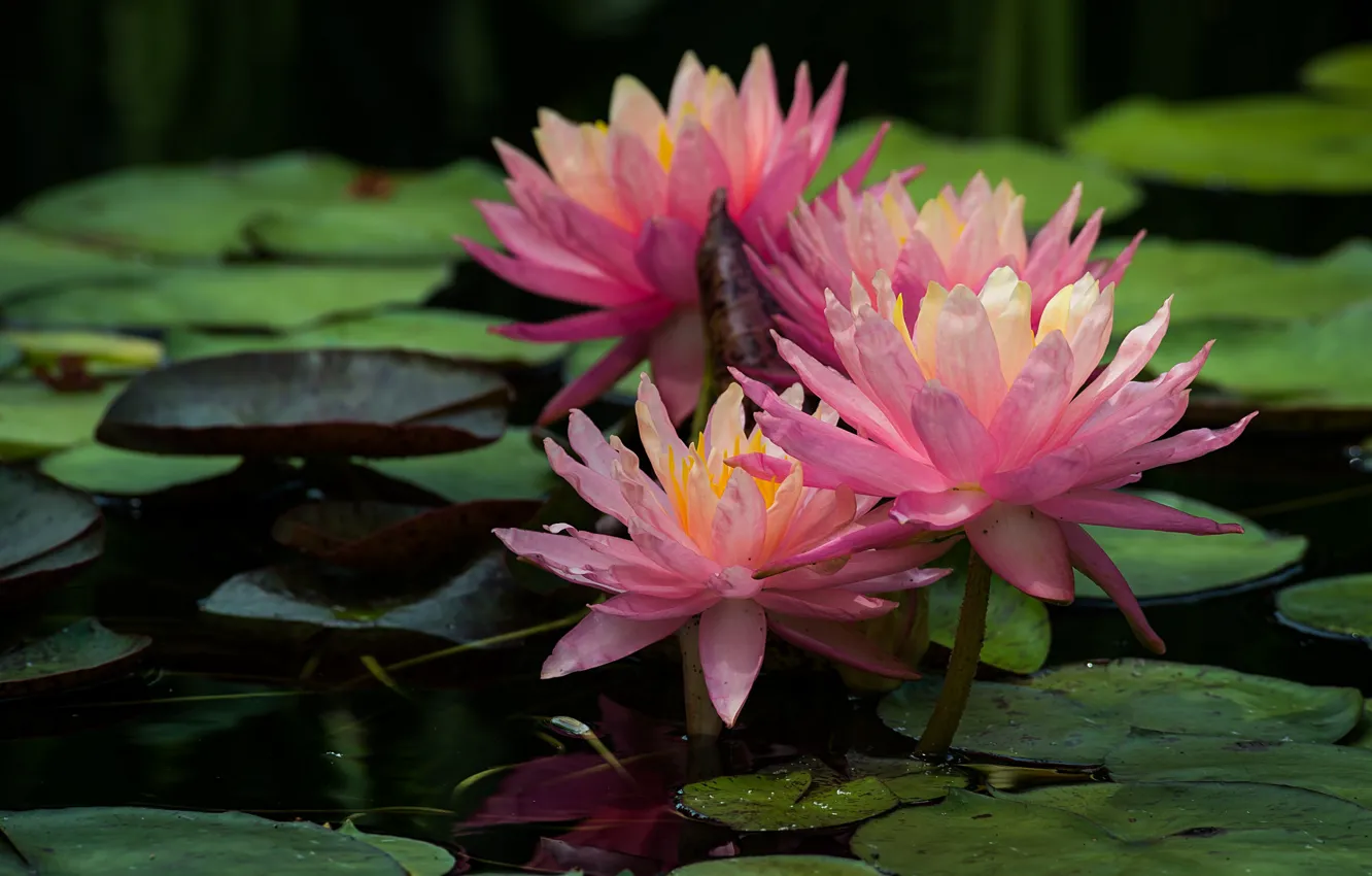 Photo wallpaper Lily, pink, water, Nymphaeum
