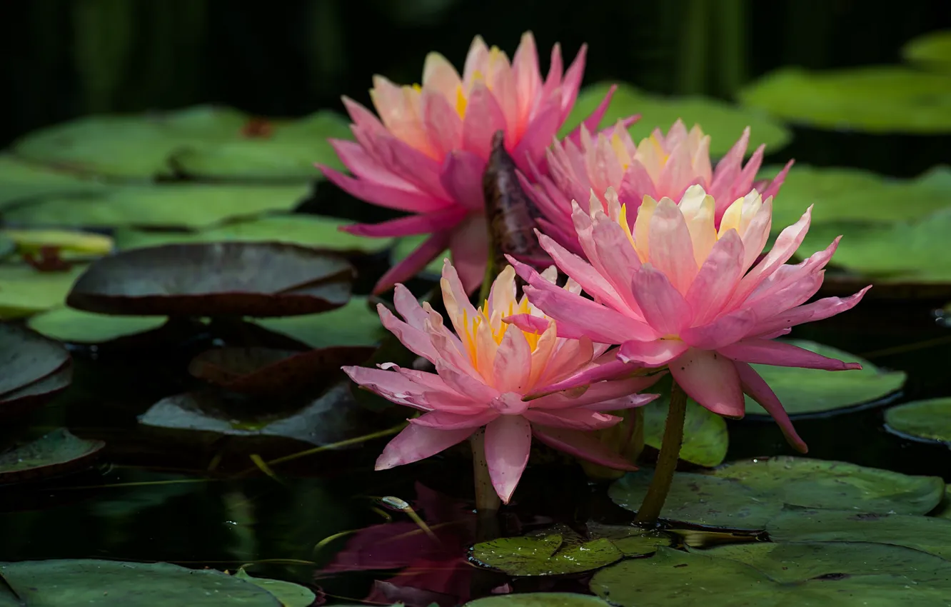 Photo wallpaper pink, Lily, water, Nymphaeum