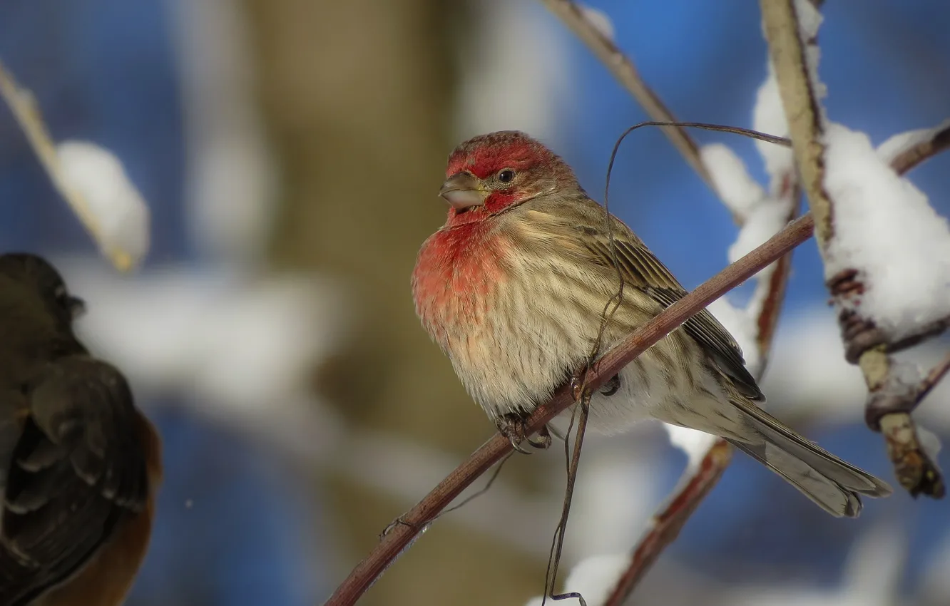 Photo wallpaper snow, branches, bird, beak, tail, Mexican lentils