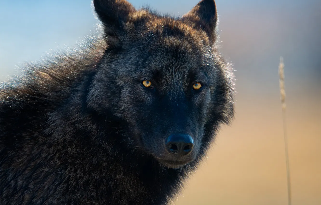 Photo wallpaper fantasy, Predator, nature, art, snow, face, animal, wolf