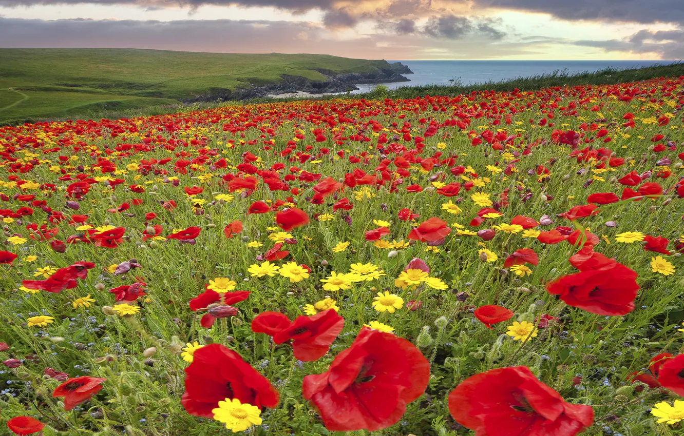 Photo wallpaper field, the sky, flowers, lake, hills, Mac, chamomile, meadow