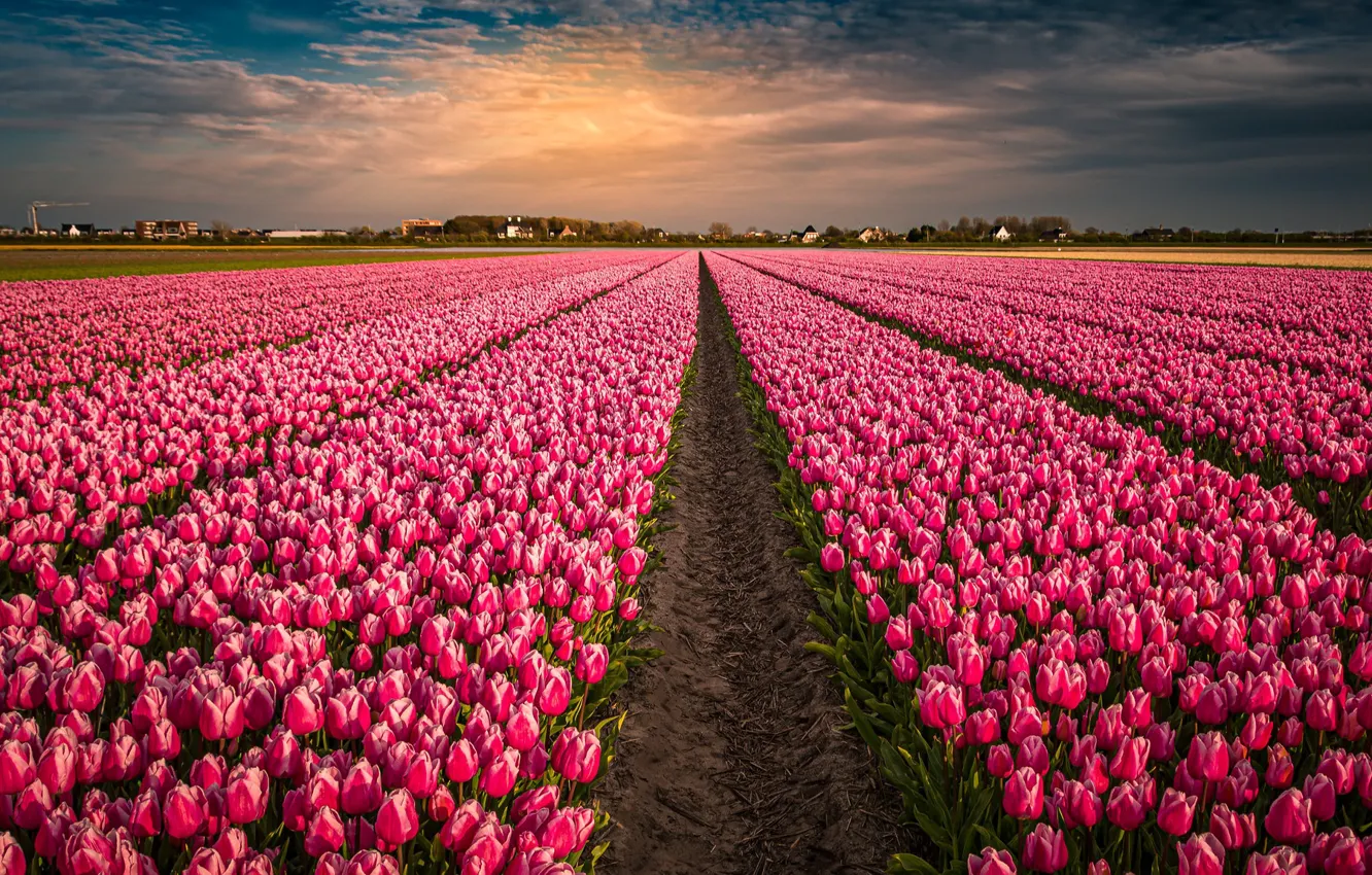 Photo wallpaper field, flowers, tulips, pink, Netherlands, buds, a lot