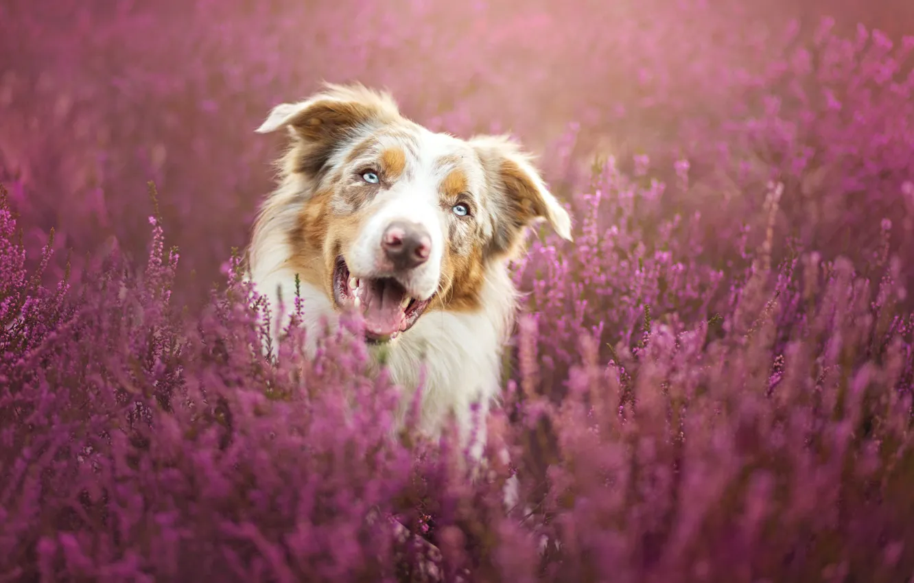 Photo wallpaper flowers, portrait, dog, meadow, brown, the border collie, Wallpaper from lolita777