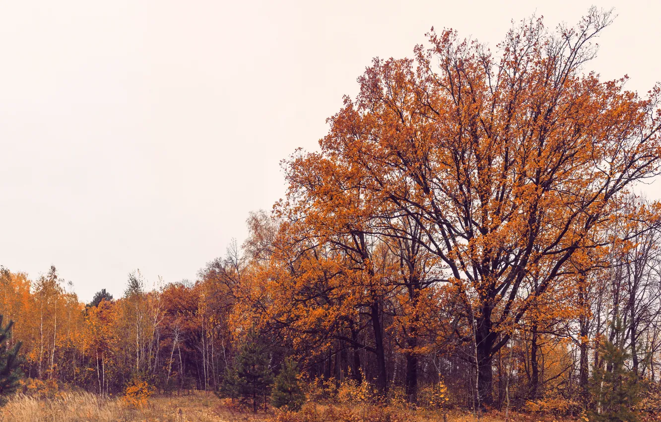Photo wallpaper autumn, forest, leaves, trees, landscape, mood, panorama, oak