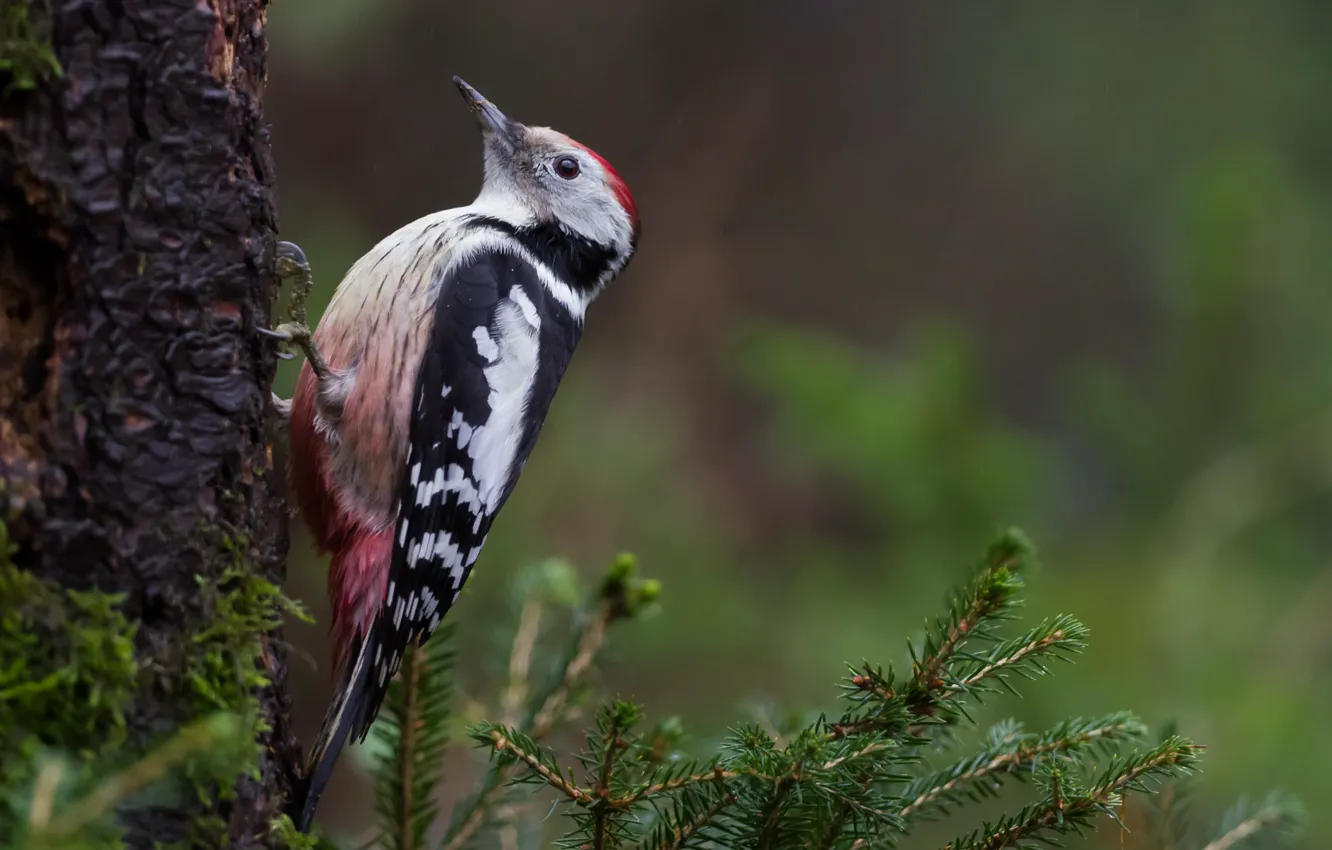 Photo wallpaper nature, tree, bird, woodpecker, trunk, needles