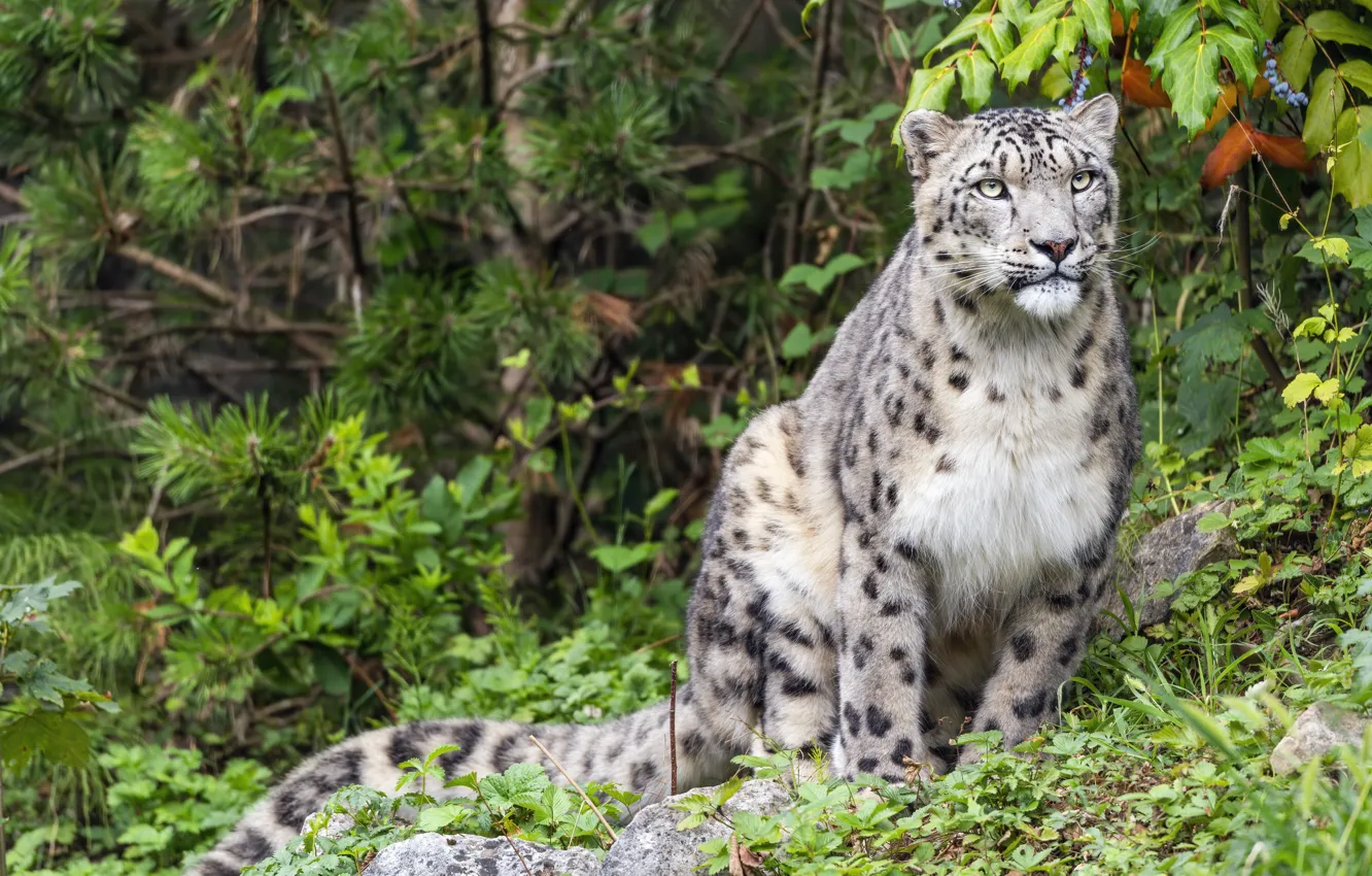 Photo wallpaper nature, IRBIS, snow leopard, sitting