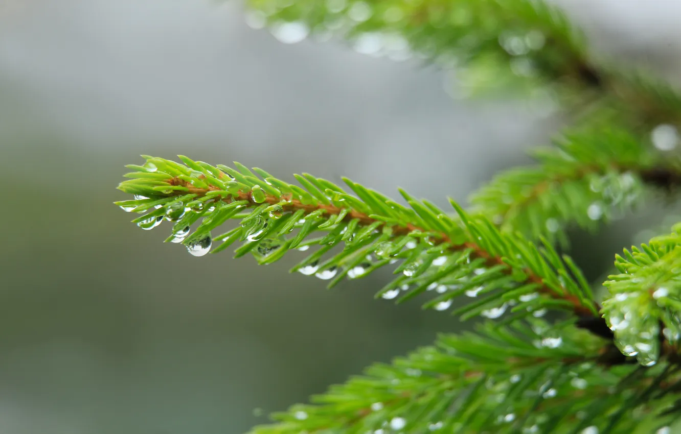 Photo wallpaper water, drops, spruce, twig