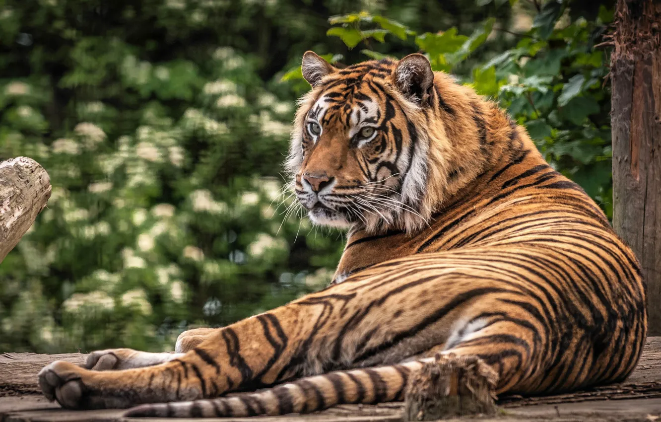 Photo wallpaper cat, nature, tiger