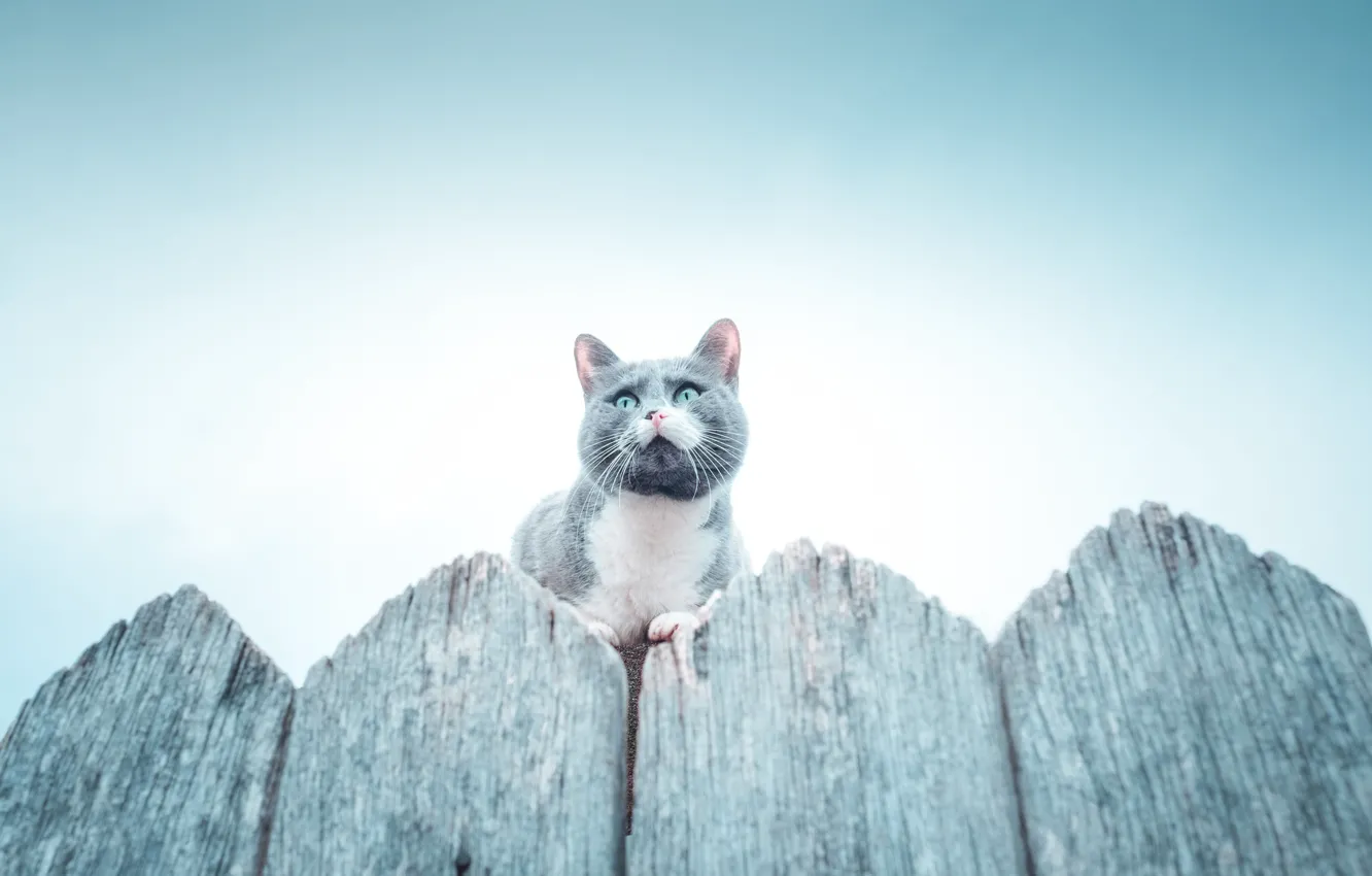 Photo wallpaper cat, the fence, cat, fence, Vladimir Karamazov