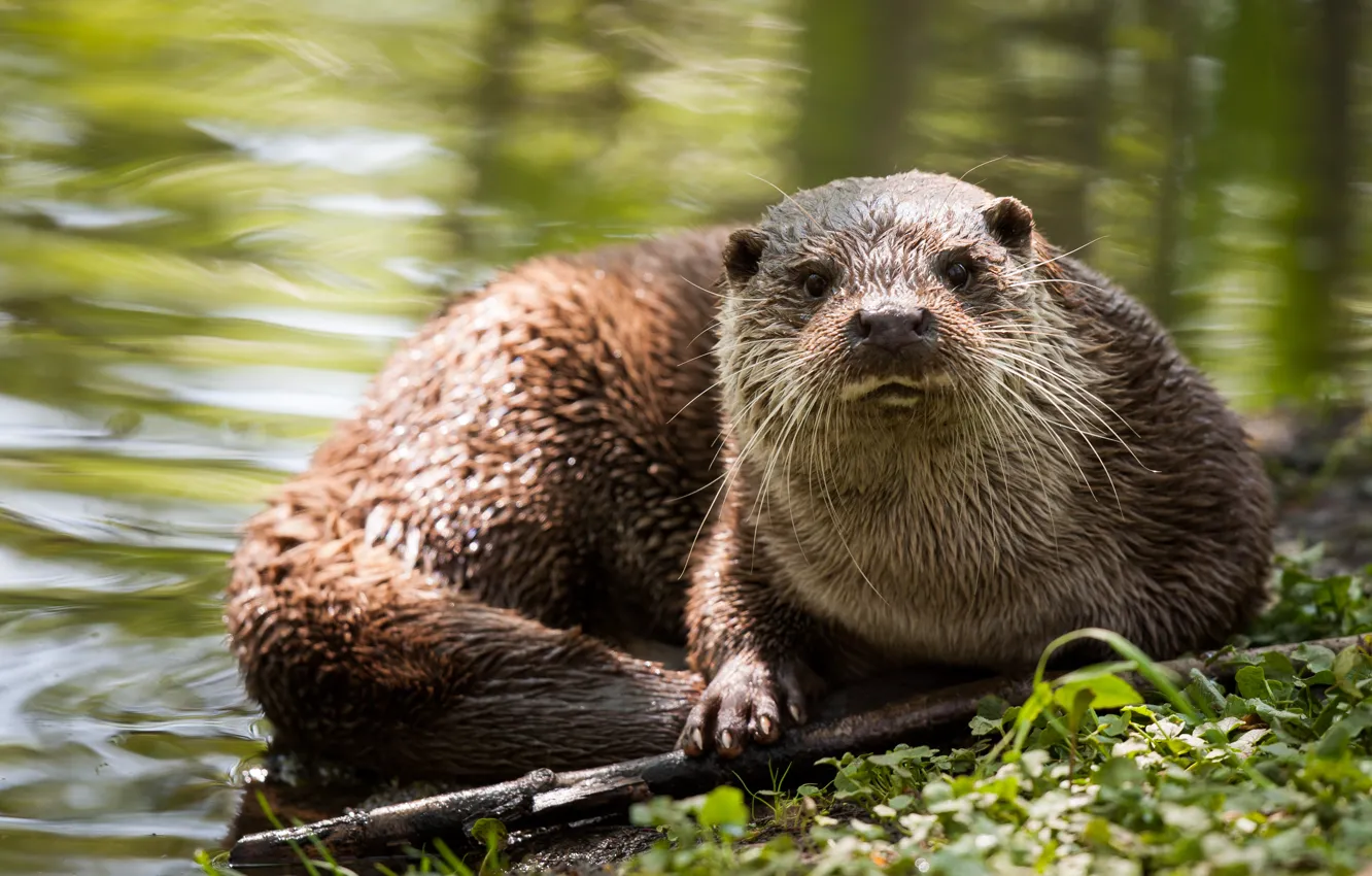 Photo wallpaper grass, look, water, wet, stick, otter