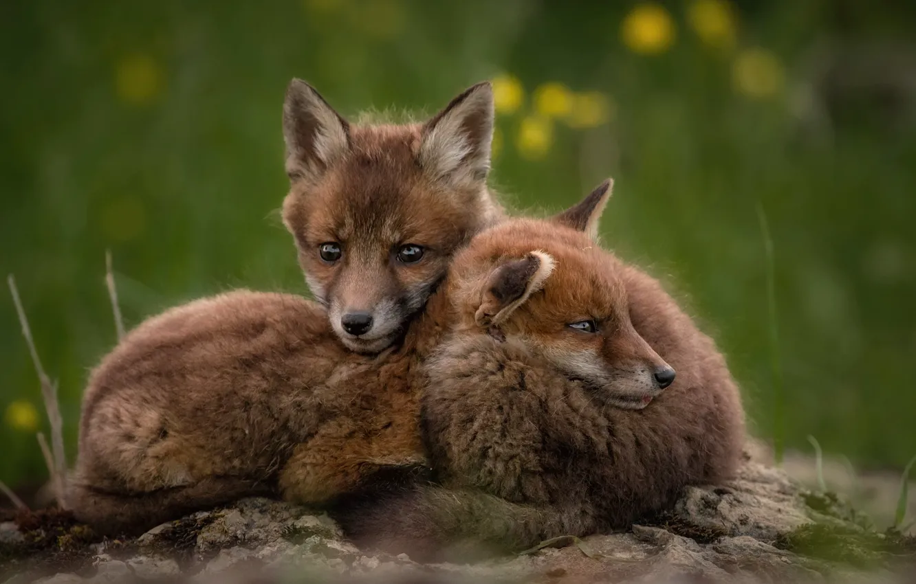 Photo wallpaper nature, animal, cub, a couple, Fox