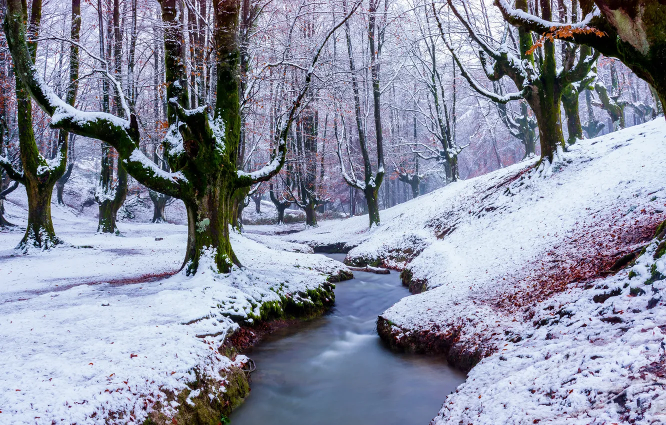 Photo wallpaper winter, forest, snow, trees, nature, stream, branch, trunks